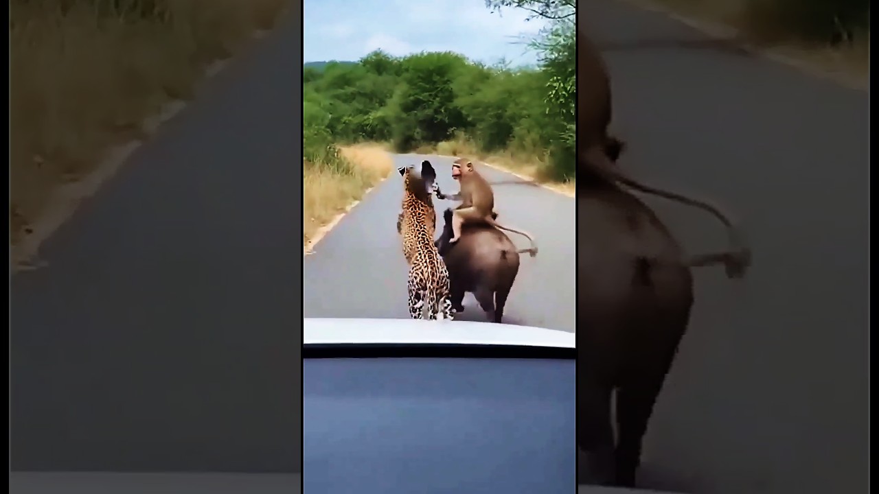 funny animal video 2026 #shorts #animalshorts