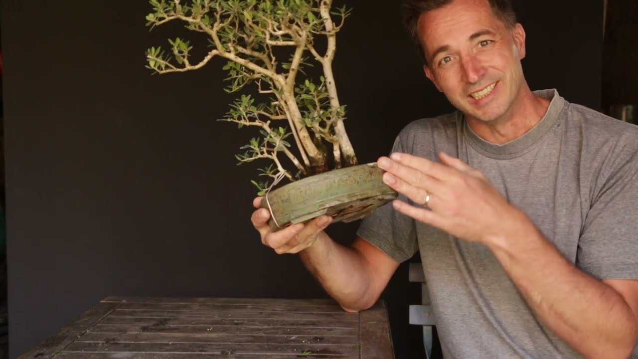 Bonsai techniques: Sunlight requirements of Bonsai by Jelle Ferwerda