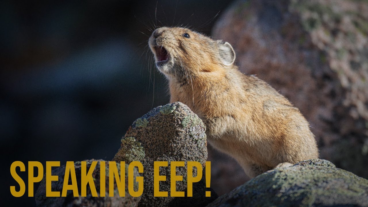 Speaking Eep! - Trailer