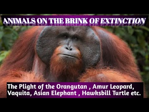 Animals on the Brink of Extinction - YouTube