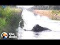 Elephant Trapped In Overflowing River Needs Help | The Dodo