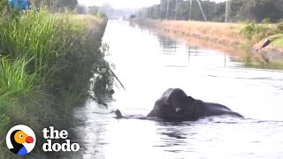 Elephant Trapped In Overflowing River Needs Help | The Dodo