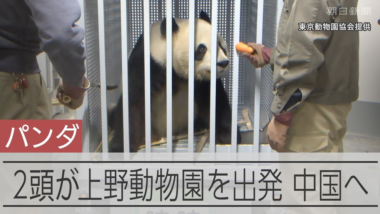上野動物園のジャイアントパンダ2頭が　中国への返還に向けて出発