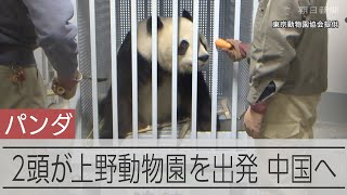 上野動物園のジャイアントパンダ2頭が 中国への返還に向けて出発
