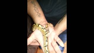 My yellow belly spider ball python
