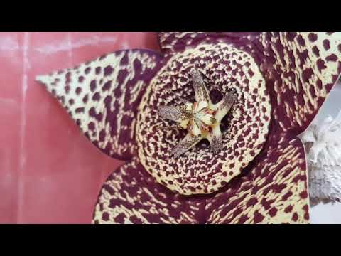 Video: Epiphyllum (69 Fotoğraf): Evde Phyllocactus Bakımı. Neden Orman Kaktüsü Denir? üreme özellikleri