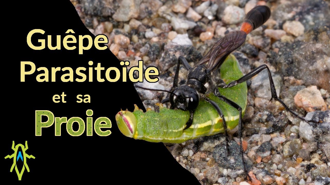 Guêpe parasitoïde et sa proie
