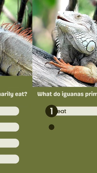 what-do-iguanas-primarily-eat-youtube