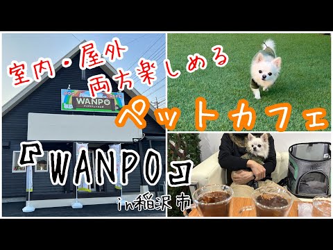 【チワワとお出かけ】必見！室内リードフリーでお天気が悪くても楽しめるペットカフェ！！in稲沢市