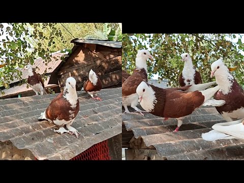 সকালে কবুতর ছারার পর ডাকাডাকি করছে।