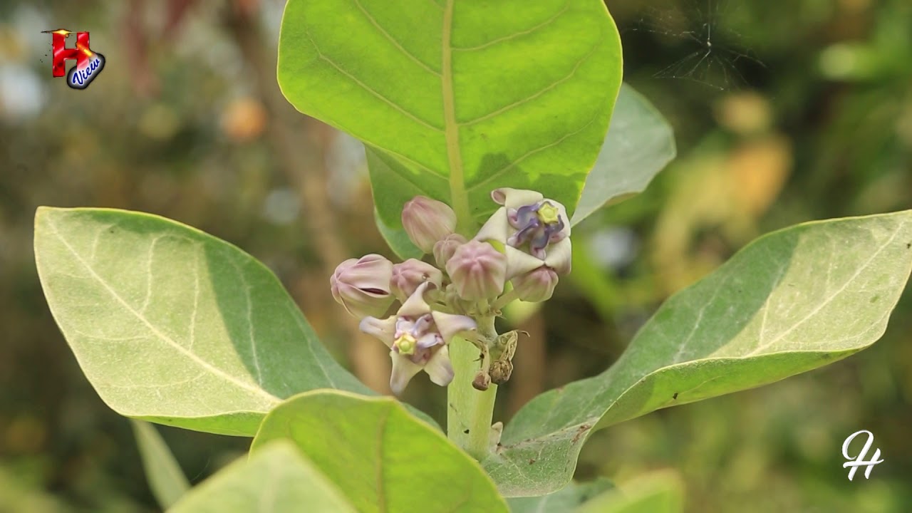 আকন্দ গাছের অসাধারন কিছু ঔষধি গুনাগুন | Akondo pata - YouTube