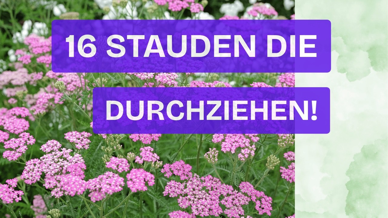 16 Dauerblüher für deinen Traumgarten OHNE Pflegestress!
