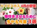 【超簡単！】ハイビスカスを爆咲きさせる！4月の重要作業 3選！これだけはやって！