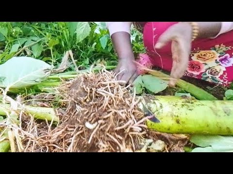 Simple Arrow roots recipe in my African village - YouTube