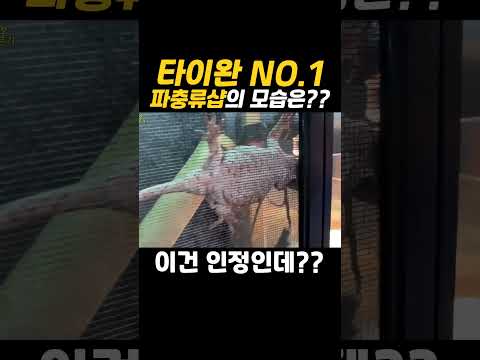 대만남바원 파충류샵 클라스ㄷㄷ #<strong>타이완</strong>
