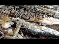 豆柴ふくに炭火焼きのサンマを食べさせてみた! #50