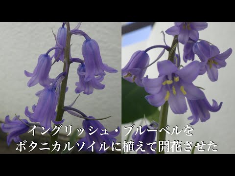このまま発送 イングリッシュブルーベル 733-NSZ304.jpg?202604131132