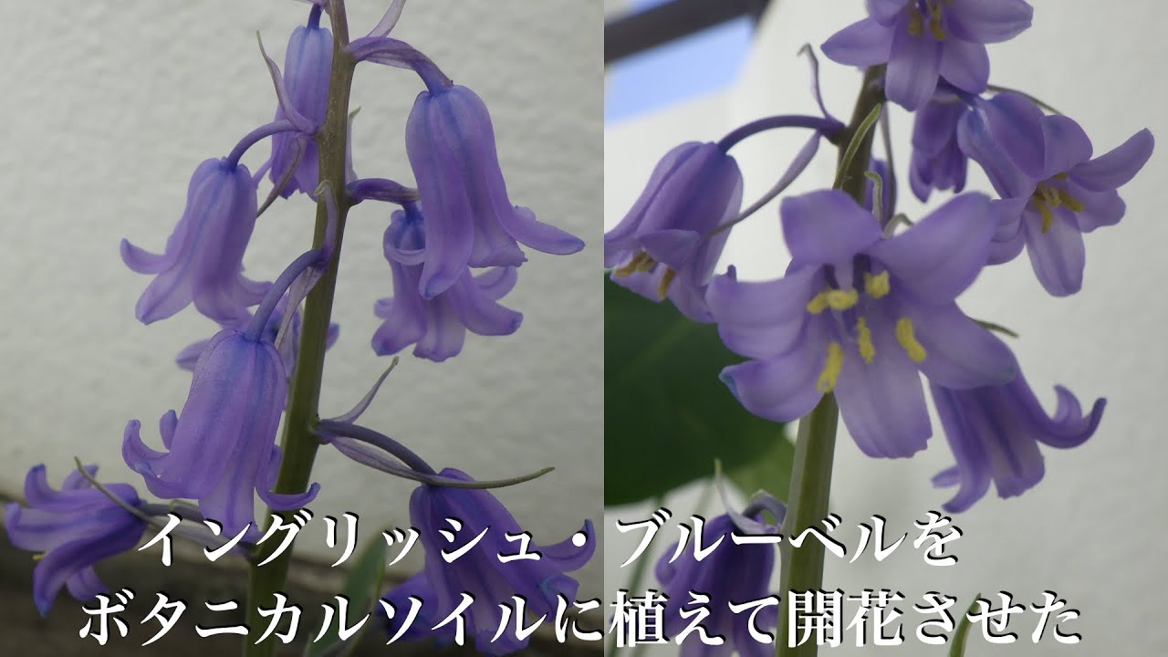 横山園芸]イングリッシュ・ブルーベルの植え替えから開花まで - YouTube