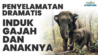 Penyelamatan Dramatis Induk Gajah dan Anaknya