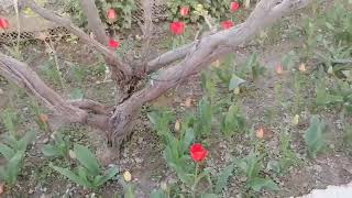 Джизакские Тюльпаны - мои самые любимые цветы