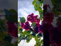 Let your dreams blossom 🌷#youtube #youtubeshorts #viral #viralvideo #reels #viralshorts #flowers