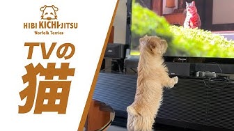 テレビを見る犬 Youtube