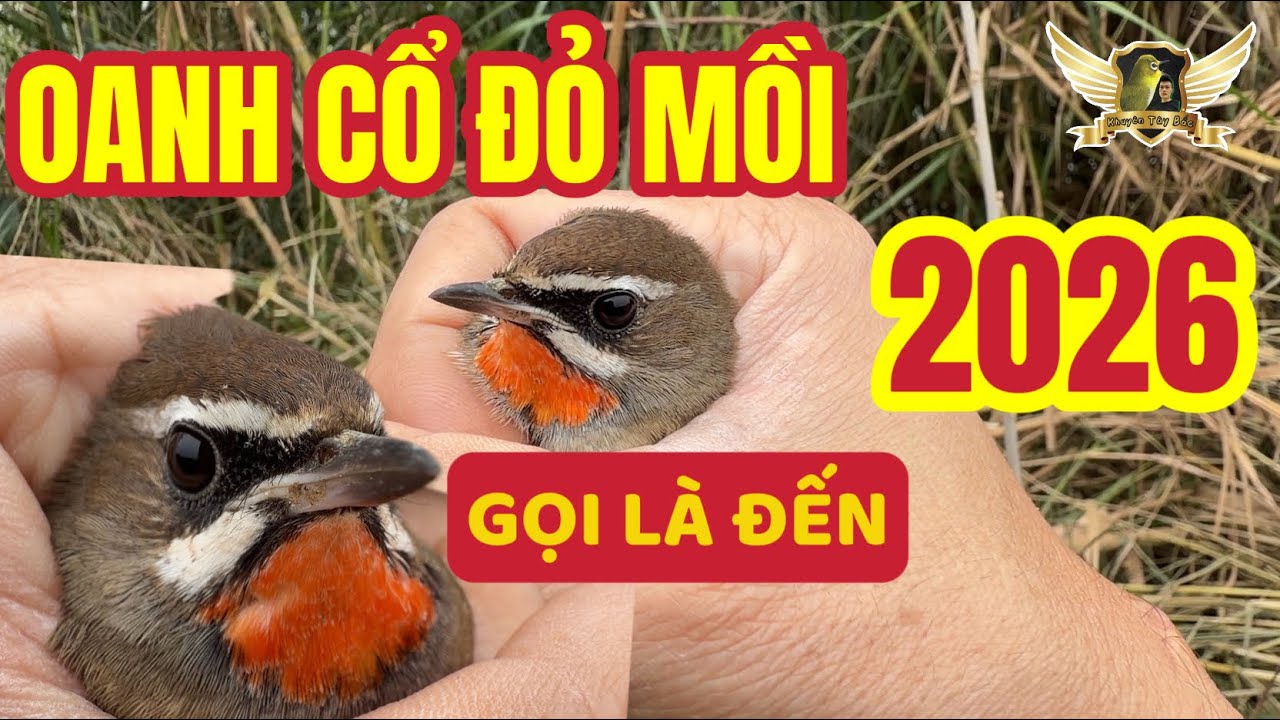 Tiếng Oanh Cổ Đỏ Mồi Cực Chuẩn Bẫy Là Dính Tốt Nhất 2026 - Siberian Rubythroat Bird Song Call | KTB