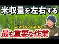 【永久保存版】田植え後に最も重要な作業を徹底解説‼︎〜草管理・水管理〜