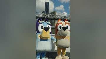 Brisbane Welcomes Bluey and Bingo Themed CityDogs 💙🧡 | Bluey #ytshorts