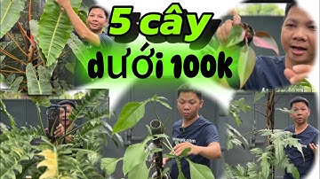 5 dòng kiểng lá có giá dưới 100k