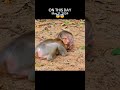baby monkey Good sister  #monkey #animal #babymonkey  #cute
