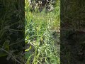 #cover #trending #video #top10 #nature #view