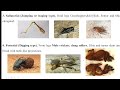 Modifications of Insect Legs