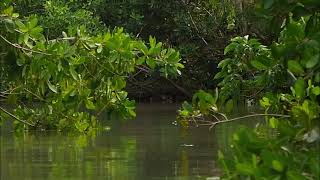 The Importance of Rivers to life in the Caribbean