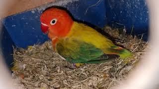 Green Opaline Euwing Fischer Lovebird