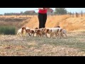 Epagneul breton - Top Heart kennel (full HD)