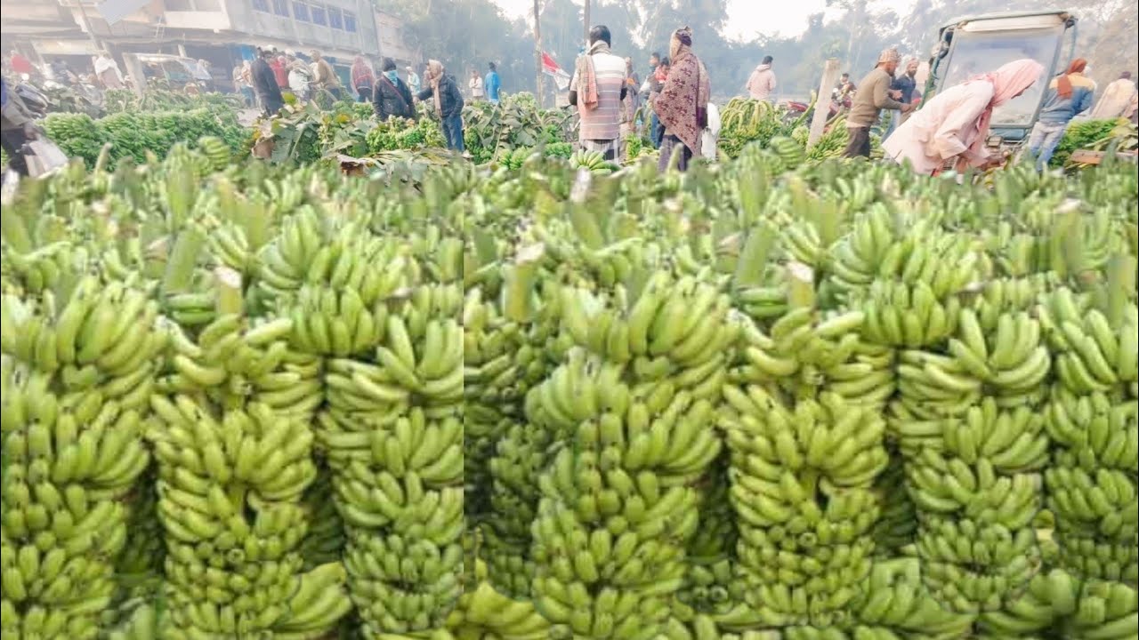 গদামারা কলার হাট। Biggest Banana🍌Market in West Bengal |পশ্চিমবঙ্গের সবথেকে বড় পাইকারী কলার হাট |