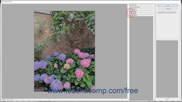 Photoshop Elements 2020 Tutorial Filters & the Filter Gallery Adobe Training