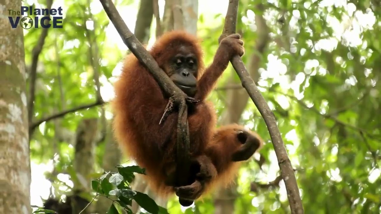 Palm Oil   Environmental Impact   Deforestation   The Planet Voice