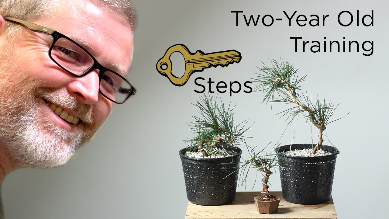 Bonsaify | Three Examples of Fall Work on Two Year Old Japanese Black Pine Bonsai Starters