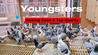 Quality pigeons | Andreas Drapa pigeons | Racing pigeons | Drapa pigeons
