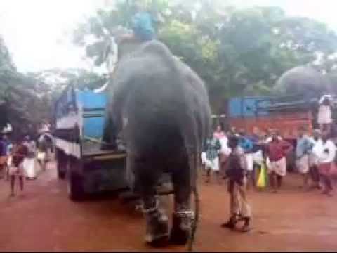 gopanpally pincode ANAYOOTU /VADAKKUMNATHAN TEMPLE THRISSUR / elephant stepping down from lorry