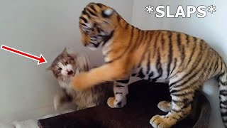 Funny Cats Scared Of Tiger Toy  Hilarious Reactions!| Pets Island