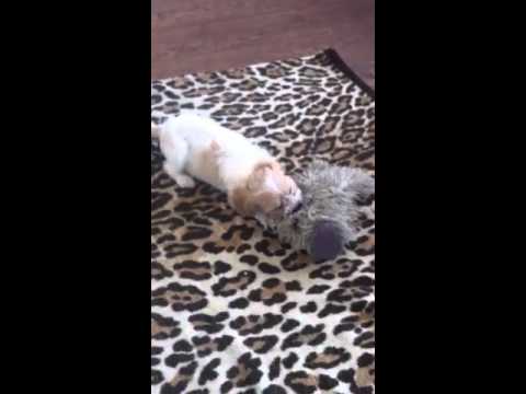 Stanley 8 weeks old cavachon