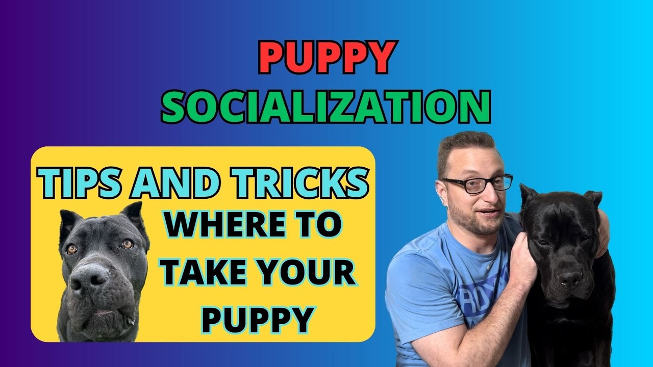 how-to-socialize-your-puppy-or-dog-can-your-dog-remain-neutral-youtube