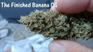 The Finished Banana OG