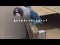 超ノリノリでタップダンスをするボタンインコ
