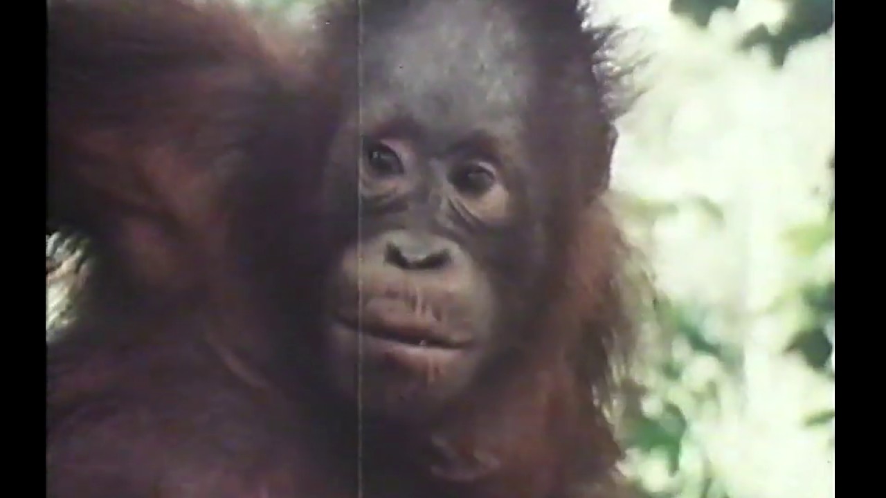 National Geographic: Search for the Great Apes (1975)