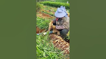 Ide Cerdas Sederhana Teknik Memanen Jahe Dengan Mudah Menggunakan Alat Super Tajam #shorts