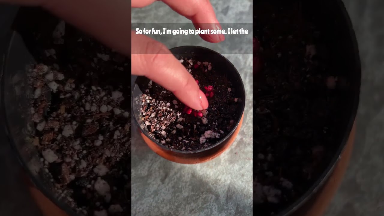 Growing Cactus From Seed Pricklypear Tunas Fruit Plants Plantslover